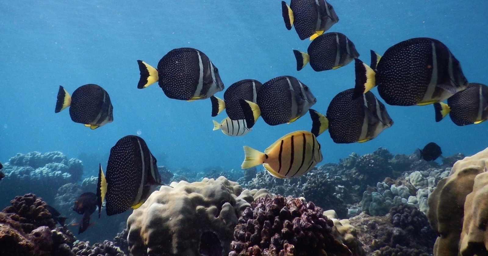 School of black tropical fish with yellow tails and a striped yellow fish over coral on a West Maui reef