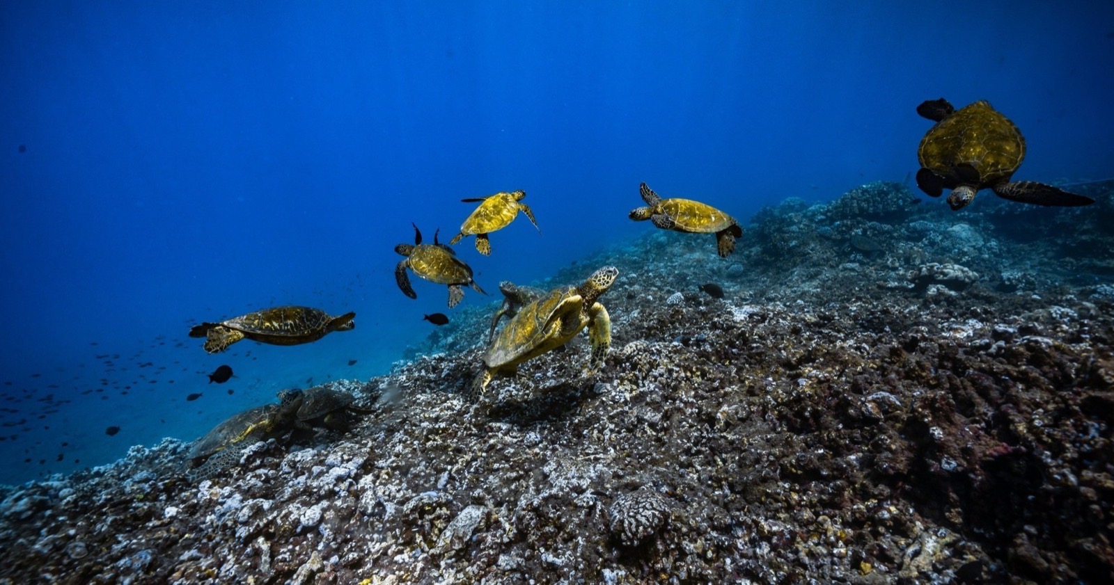 Group of Hawaiian green sea turtles swimming and resting along a rocky reef slope in deep blue water
