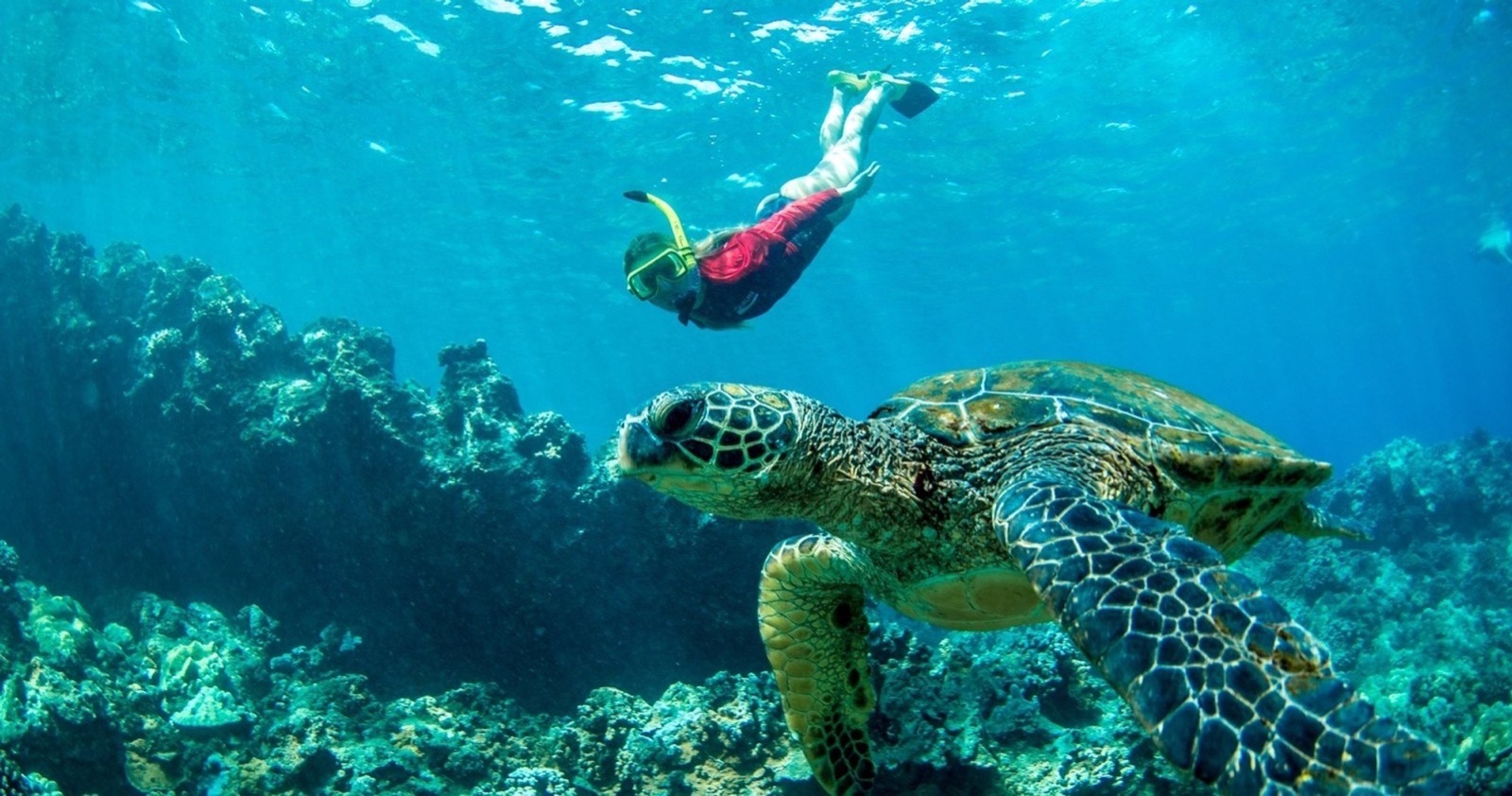 Snorkeler in mask and fins diving beside a large green sea turtle over a rocky reef