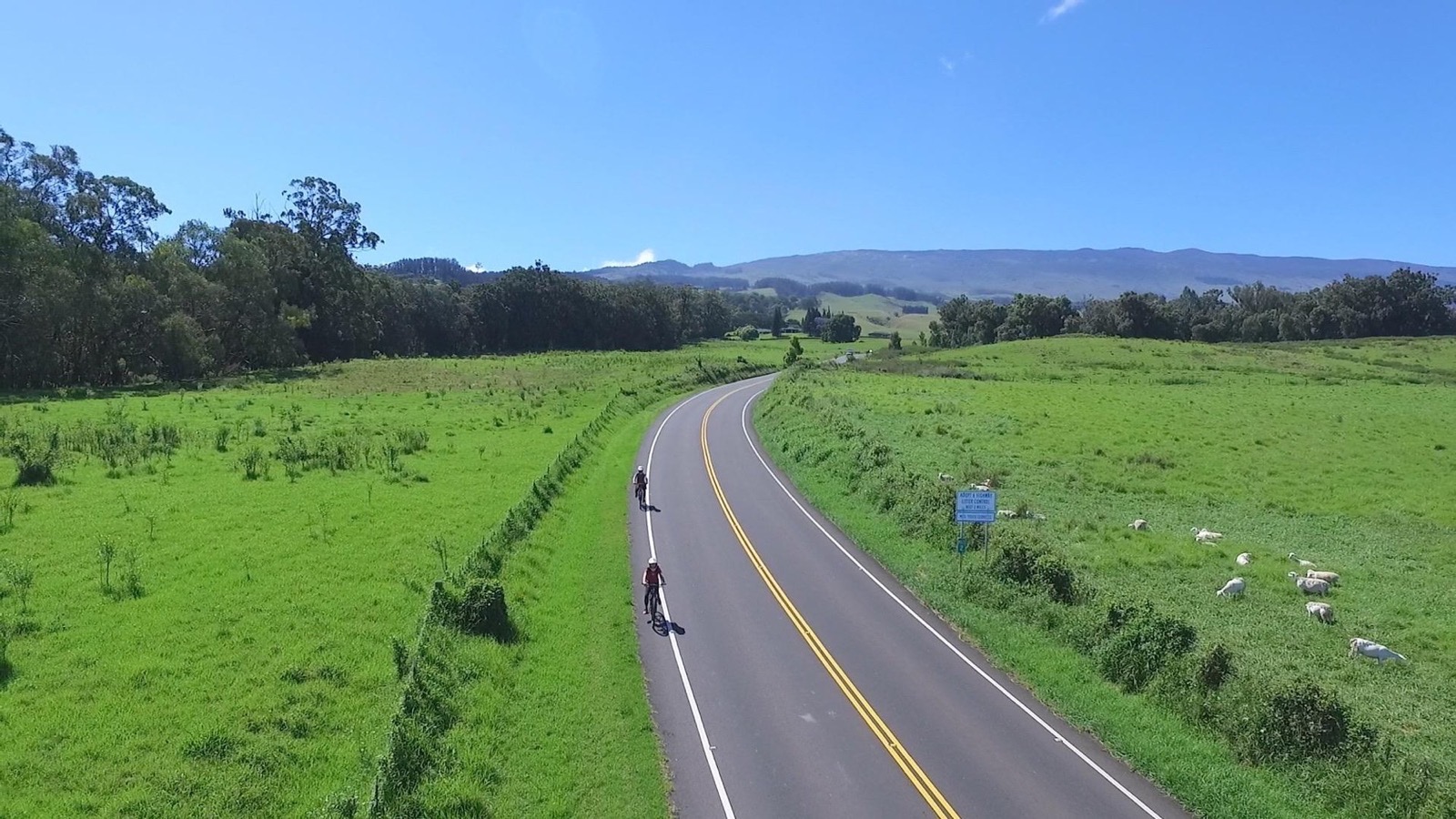 Two cyclists ride past a green pasture where sheep graze, with eucalyptus trees on the left and the mountain in the distance