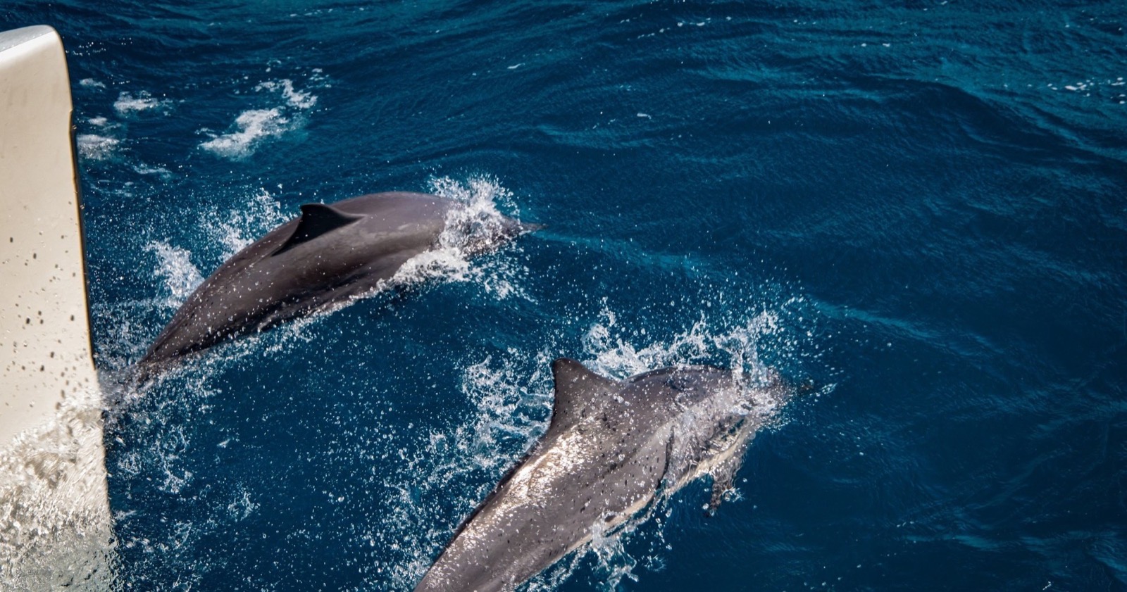 Two dolphins surfacing in dark blue water beside the white hull of a catamaran