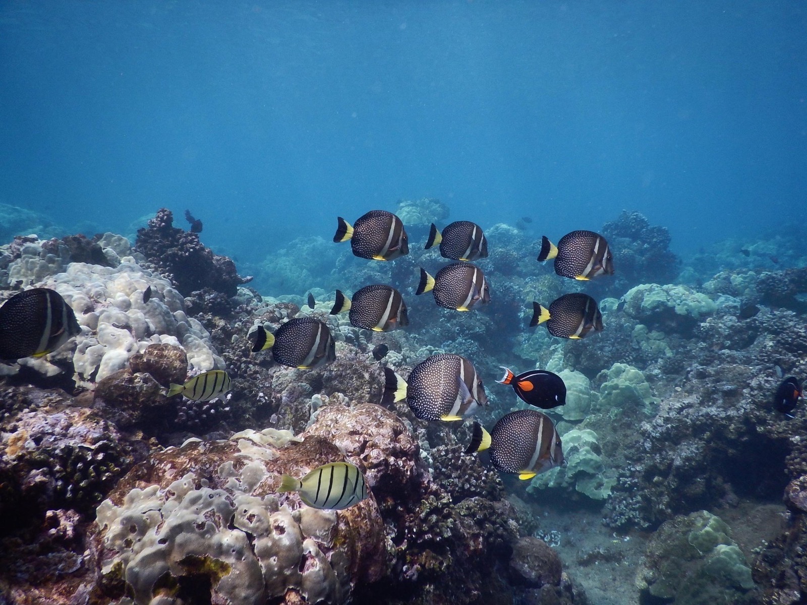 A school of dark spotted fish with yellow tails swimming over a coral reef