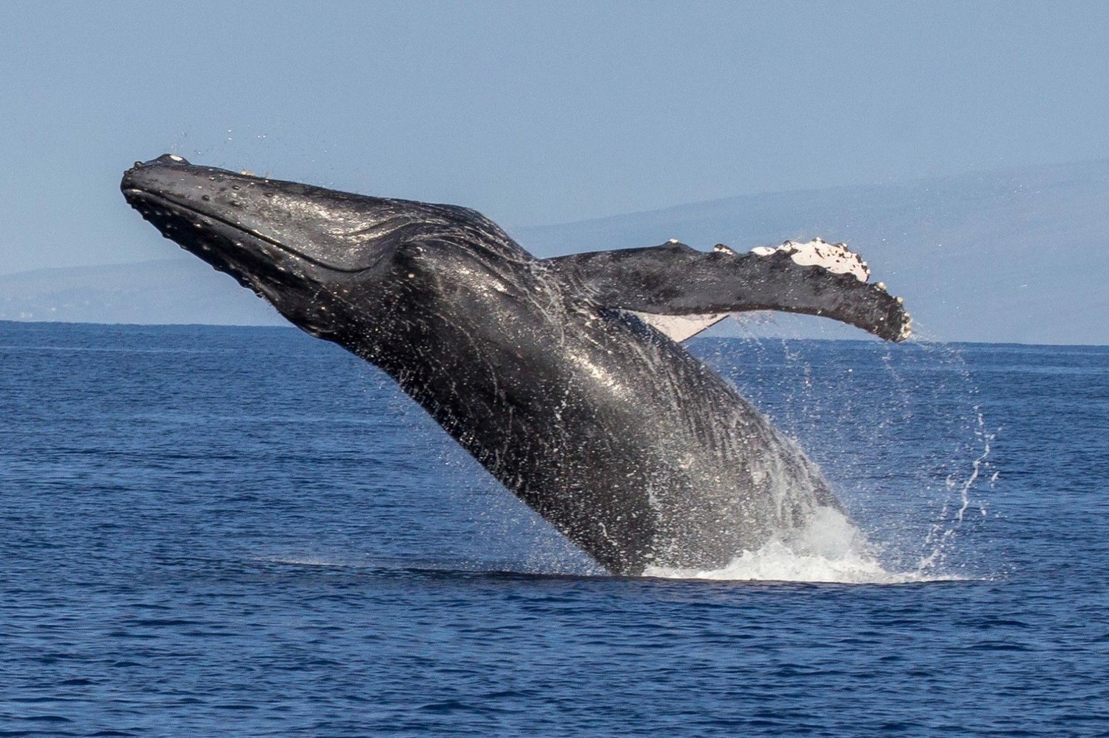 A humpback whale breaching out of the ocean with its pectoral fin raised and water streaming off its body