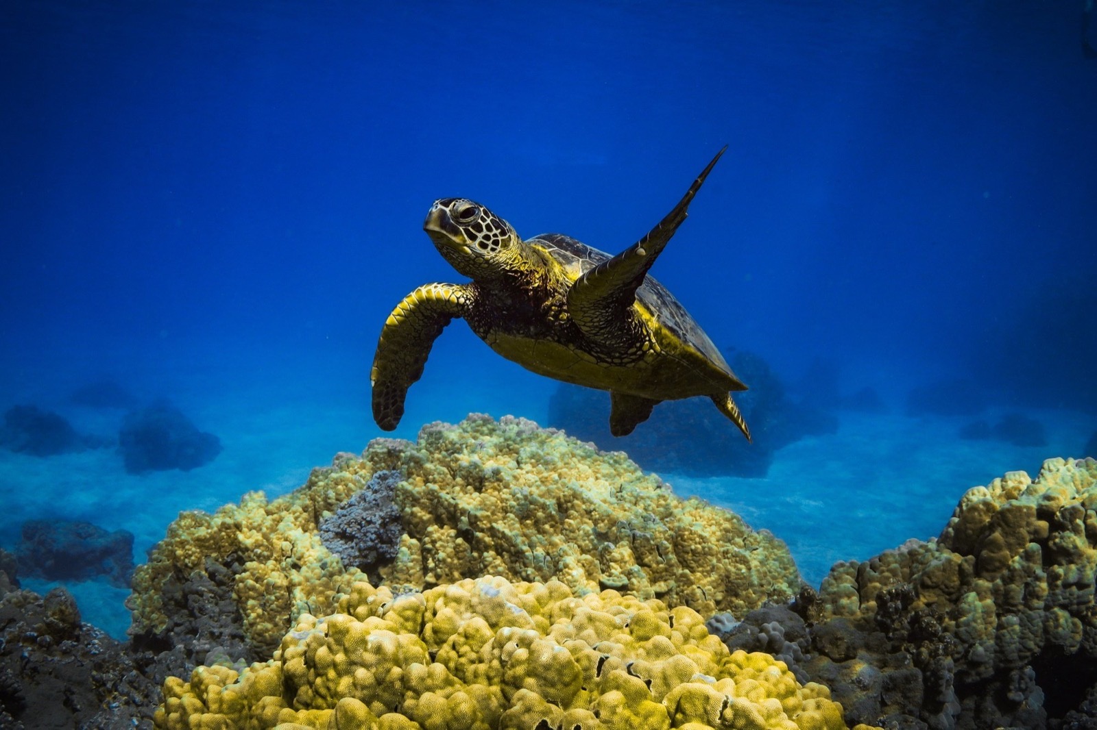 A green sea turtle gliding above yellow-green lobe coral in deep blue water