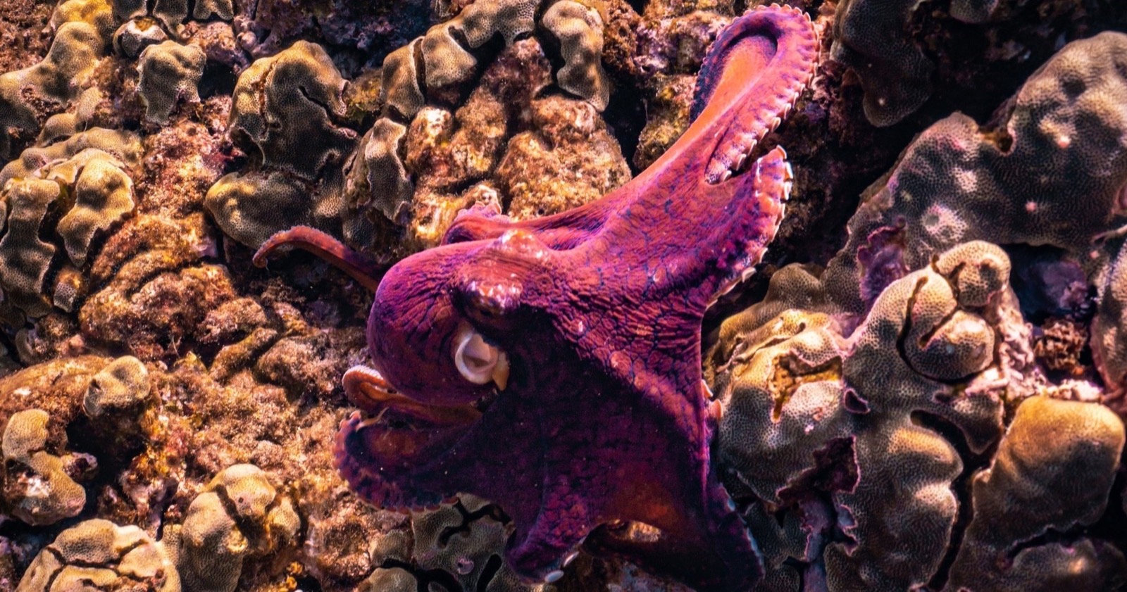 A purple octopus clinging to coral on the reef