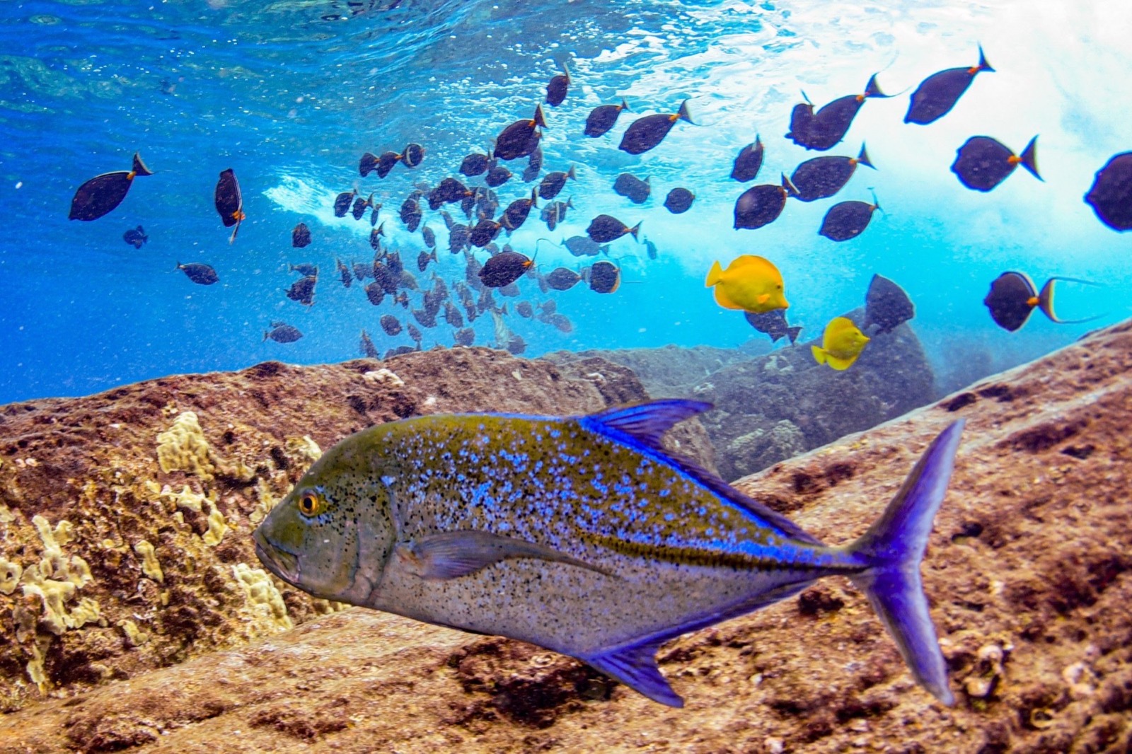 A blue-spotted bluefin trevally swimming past yellow tangs and a school of dark fish with orange markings over rocky reef