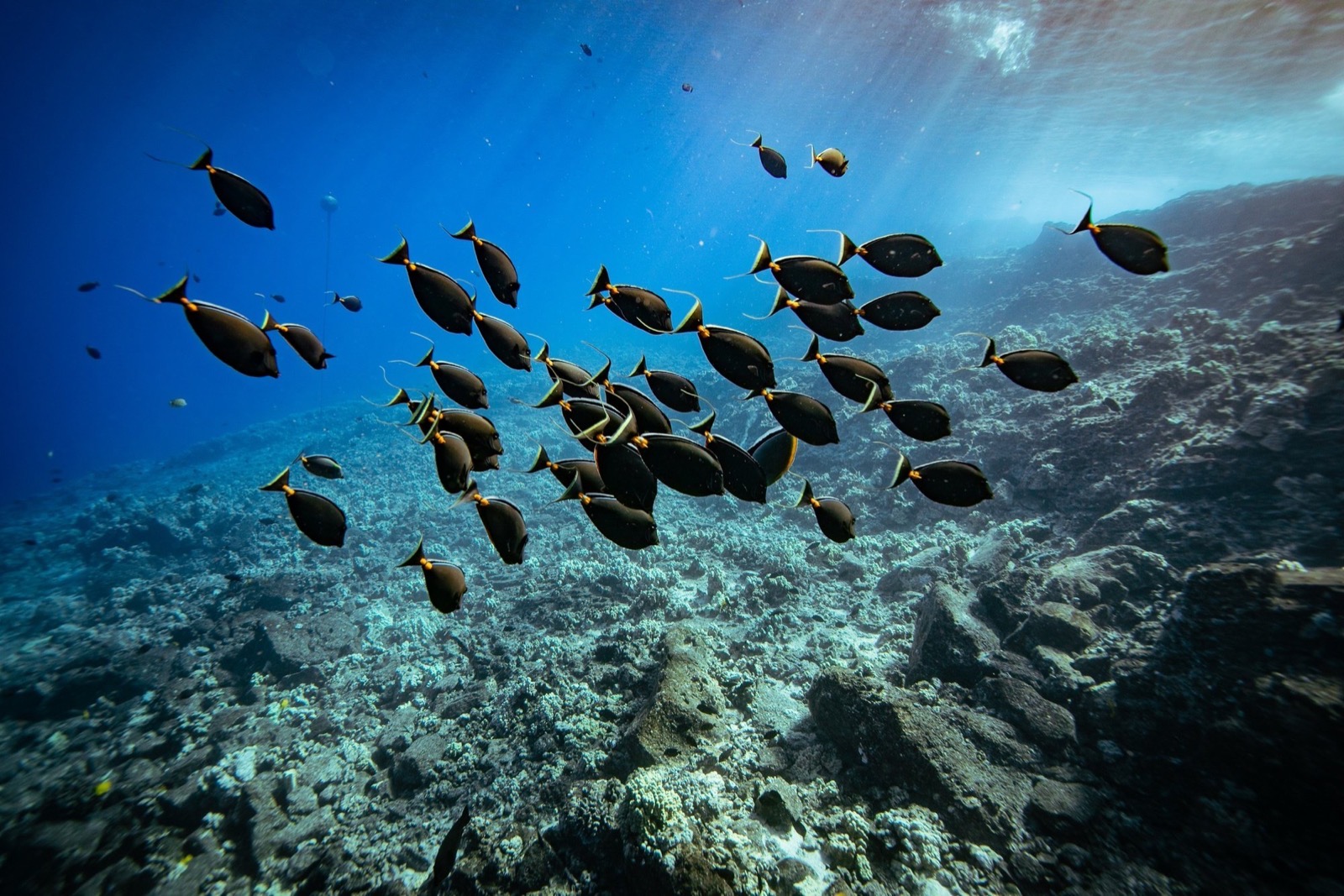 A school of dark fish with orange markings swimming over coral rubble and rock in clear blue water