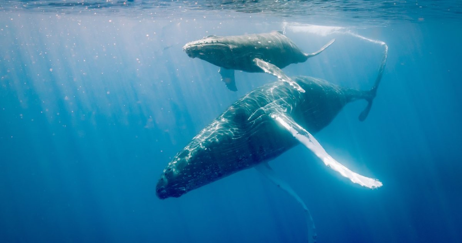 A humpback mother and her calf swimming together below the surface in sunlit blue water