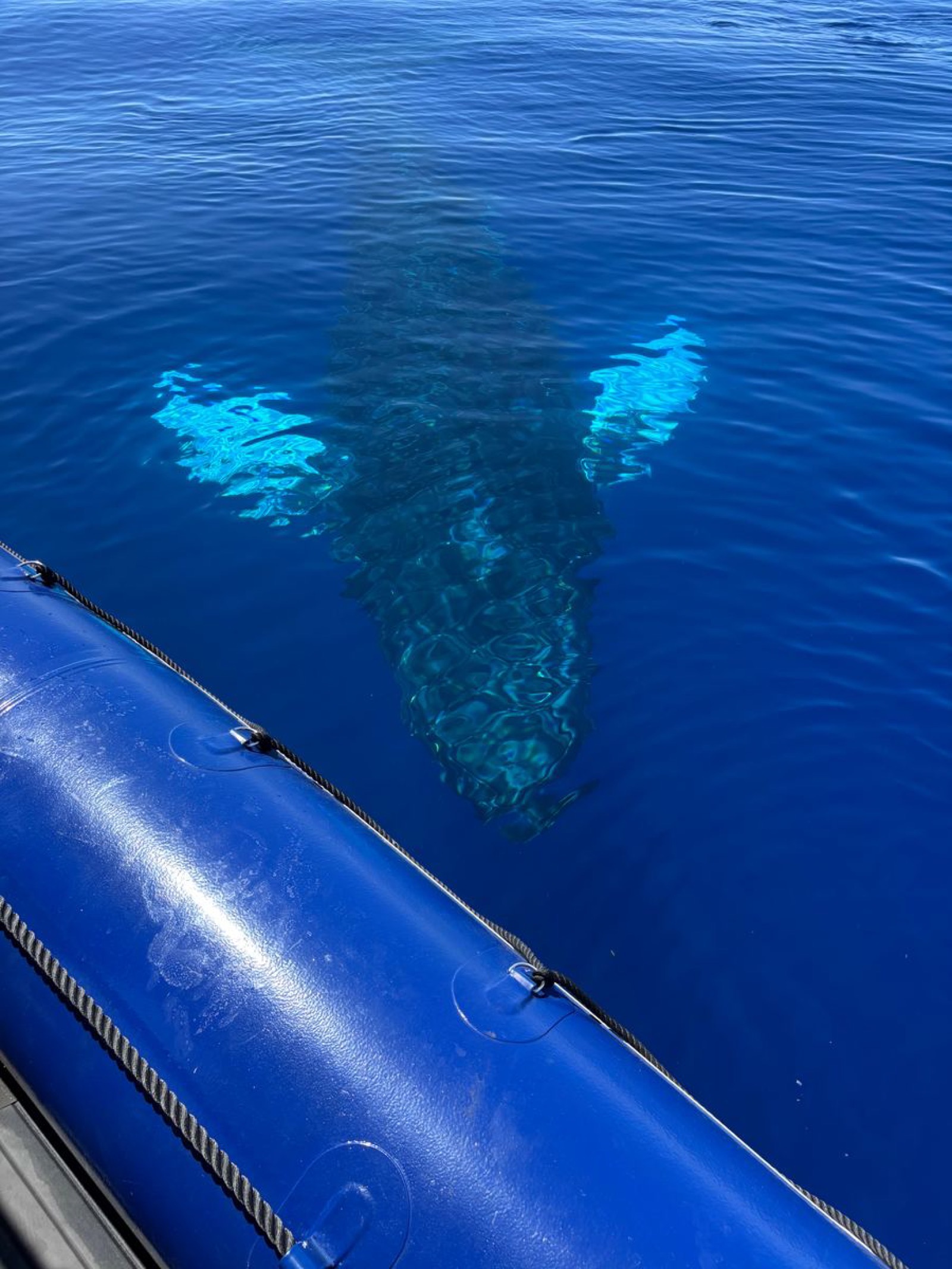 A humpback whale passing just beneath the surface right beside the blue inflatable tube of the raft