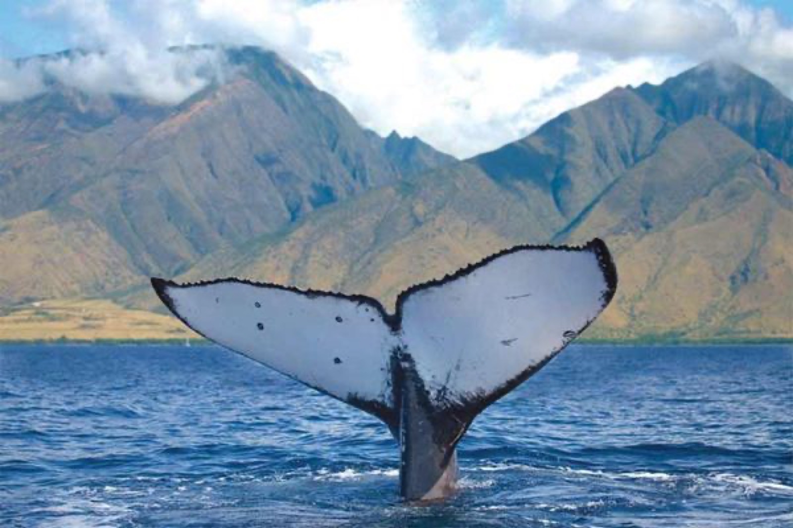 A humpback whale fluke lifted out of the water with the West Maui Mountains and clouds behind