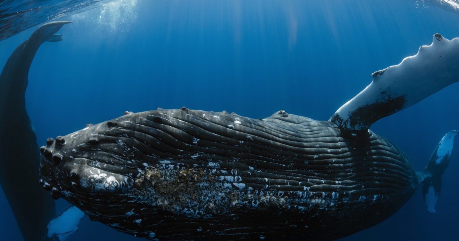 Close underwater view of an adult humpback whale showing the ridged throat pleats, tubercles and a long white pectoral fin
